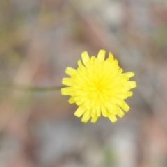 Leontodon saxatilis (Lesser Hawkbit, Hairy Hawkbit) at Wamboin, NSW - 10 Jan 2022 by natureguy