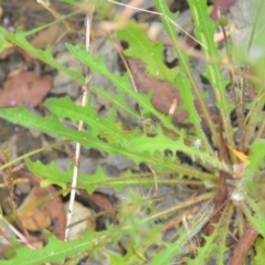 Leontodon saxatilis at Wamboin, NSW - 10 Jan 2022 02:31 PM