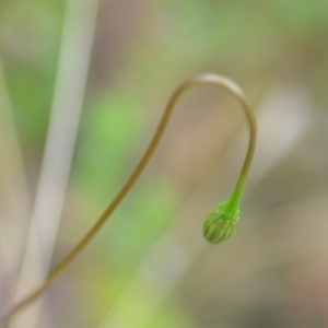 Leontodon saxatilis at Wamboin, NSW - 10 Jan 2022 02:31 PM