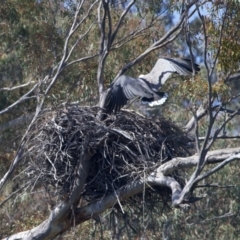 Haliaeetus leucogaster at Yarrow, NSW - 2 Oct 2023