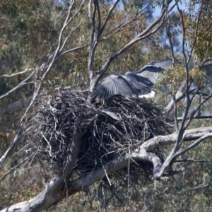 Haliaeetus leucogaster at Yarrow, NSW - 2 Oct 2023