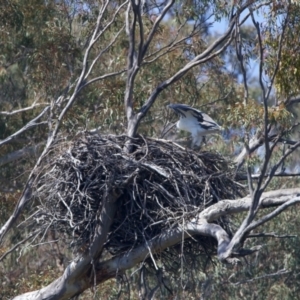 Haliaeetus leucogaster at Yarrow, NSW - 2 Oct 2023