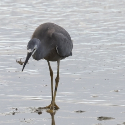 Egretta novaehollandiae (White-faced Heron) at Cairns City, QLD - 11 Aug 2023 by AlisonMilton