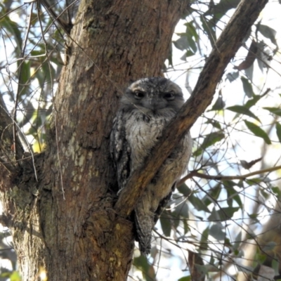 Podargus strigoides (Tawny Frogmouth) at Mittagong, NSW - 29 Sep 2023 by BLSHTwo