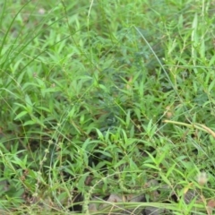 Persicaria prostrata at Wamboin, NSW - 10 Jan 2022