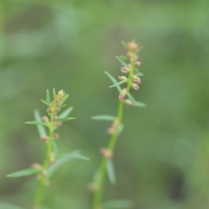 Haloragis heterophylla at Wamboin, NSW - 10 Jan 2022 02:33 PM