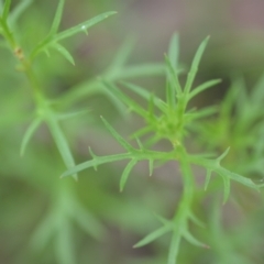 Haloragis heterophylla at Wamboin, NSW - 10 Jan 2022 02:33 PM