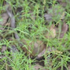 Haloragis heterophylla at Wamboin, NSW - 10 Jan 2022