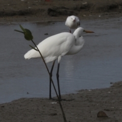 Ardea alba (Great Egret) at Cairns City, QLD - 12 Aug 2023 by AlisonMilton