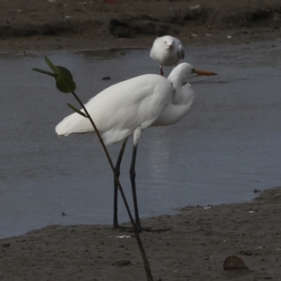 Ardea alba (Great Egret) at Cairns City, QLD - 12 Aug 2023 by AlisonMilton