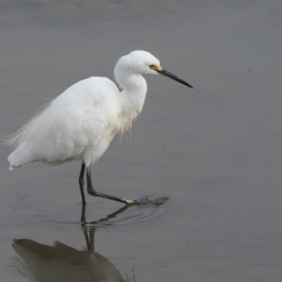 Egretta garzetta (Little Egret) at Cairns City, QLD - 11 Aug 2023 by AlisonMilton