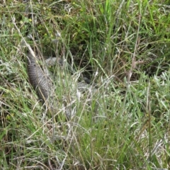 Austrelaps ramsayi at Dry Plain, NSW - 4 Dec 2021 12:05 PM