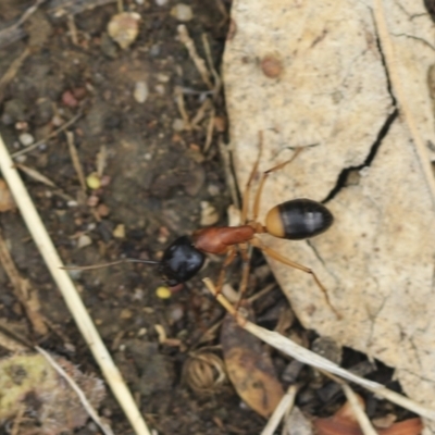 Camponotus consobrinus (Banded sugar ant) at Scullin, ACT - 13 Feb 2023 by AlisonMilton