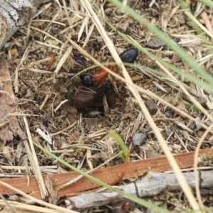 Camponotus consobrinus at Scullin, ACT - 14 Feb 2023