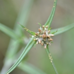 Euchiton japonicus (Creeping Cudweed) at Wamboin, NSW - 10 Jan 2022 by natureguy