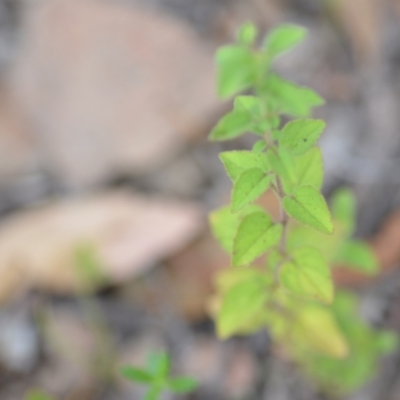 Unidentified Other Wildflower or Herb at Wamboin, NSW - 10 Jan 2022 by natureguy