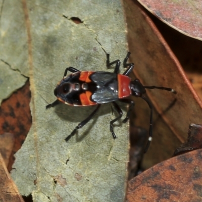 Dindymus versicolor (Harlequin Bug) at Scullin, ACT - 14 Feb 2023 by AlisonMilton