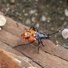 Dindymus versicolor at Scullin, ACT - 14 Feb 2023 10:22 AM