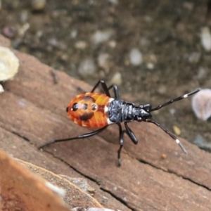 Dindymus versicolor at Scullin, ACT - 14 Feb 2023