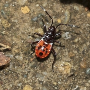 Dindymus versicolor at Scullin, ACT - 14 Feb 2023 10:22 AM