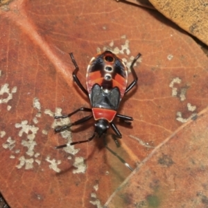 Dindymus versicolor at Scullin, ACT - 14 Feb 2023 10:22 AM