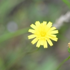 Leontodon saxatilis (Lesser Hawkbit, Hairy Hawkbit) at Wamboin, NSW - 10 Jan 2022 by natureguy