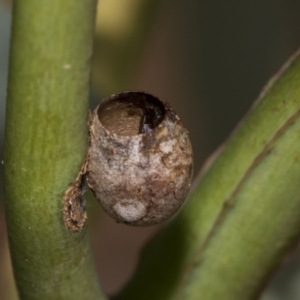 Limacodidae (family) at Scullin, ACT - 14 Feb 2023