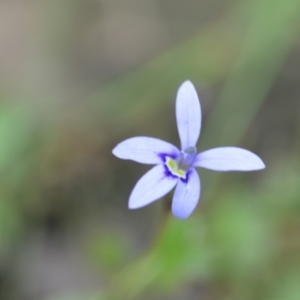 Isotoma fluviatilis subsp. australis at Wamboin, NSW - 10 Jan 2022