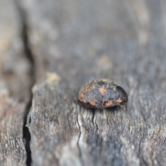 Trachymela sp. (genus) (Brown button beetle) at Wamboin, NSW - 10 Jan 2022 by natureguy