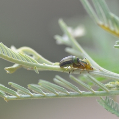 Calomela bartoni (Acacia Leaf Beetle) at Wamboin, NSW - 10 Jan 2022 by natureguy