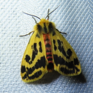 Ardices curvata at Braidwood, NSW - 3 Oct 2023 07:58 PM