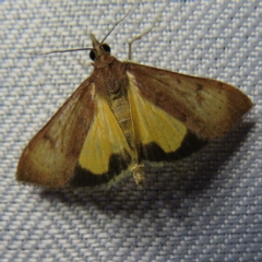 Uresiphita ornithopteralis (Tree Lucerne Moth) at Braidwood, NSW - 4 Oct 2023 by MatthewFrawley