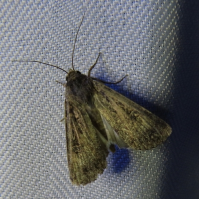 Agrotis (genus) at Braidwood, NSW - 3 Oct 2023 by MatthewFrawley