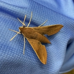 Hippotion scrofa (Coprosma Hawk Moth) at Green Cape, NSW - 25 Jan 2021 by JimL