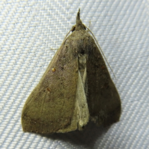 Rhapsa suscitatalis at Braidwood, NSW - 3 Oct 2023