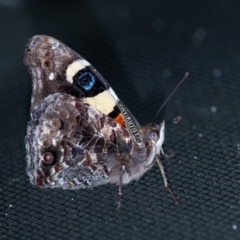 Vanessa itea (Yellow Admiral) at Penrose, NSW - 3 Oct 2023 by Aussiegall