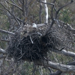 Haliaeetus leucogaster (White-bellied Sea-Eagle) at Googong Foreshore - 2 Oct 2023 by jb2602