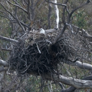 Haliaeetus leucogaster at Yarrow, NSW - 2 Oct 2023