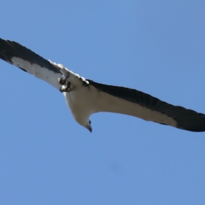 Haliaeetus leucogaster (White-bellied Sea-Eagle) at Googong Foreshore - 1 Oct 2023 by jb2602