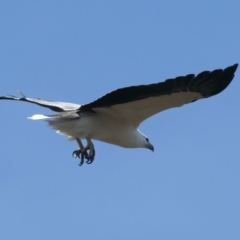 Haliaeetus leucogaster at Yarrow, NSW - 2 Oct 2023