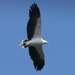 Haliaeetus leucogaster at Yarrow, NSW - suppressed