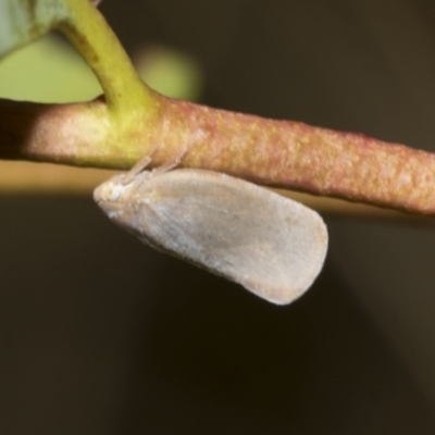 Anzora unicolor (Grey Planthopper) at Scullin, ACT - 13 Feb 2023 by AlisonMilton