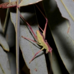 Torbia viridissima (Gum Leaf Katydid) at Scullin, ACT - 13 Feb 2023 by AlisonMilton