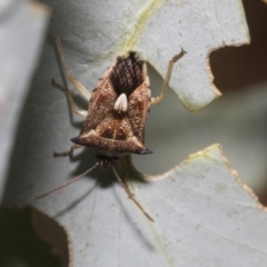 Oechalia schellenbergii (Spined Predatory Shield Bug) at Scullin, ACT - 13 Feb 2023 by AlisonMilton