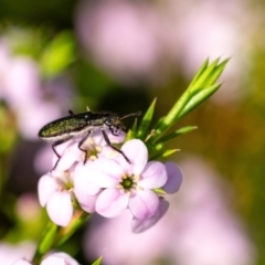 Eleale sp. (genus) at Penrose, NSW - 3 Oct 2023 by Aussiegall