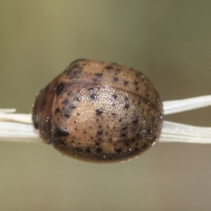 Trachymela sp. (genus) at Fraser, ACT - 14 Feb 2023 11:37 AM