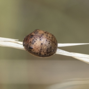 Trachymela sp. (genus) at Fraser, ACT - 14 Feb 2023