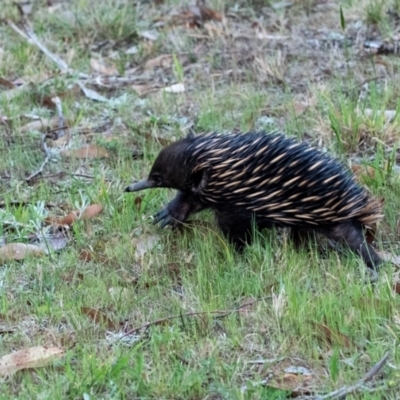 Tachyglossus aculeatus (Short-beaked Echidna) at Penrose, NSW - 1 Oct 2023 by Aussiegall