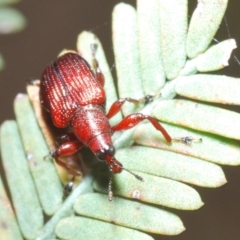 Euops sp. (genus) (A leaf-rolling weevil) at Point 78 - 3 Oct 2023 by Harrisi