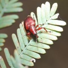 Euops sp. (genus) at Canberra Central, ACT - 3 Oct 2023